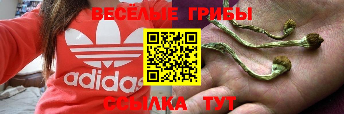 Псилоцибиновые грибы Psilocybine cubensis Лабытнанги